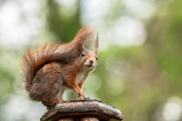 Canvas Print - Eichhörnchen auf Vogelhaus