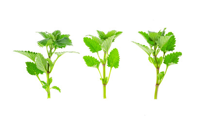 Canvas Print - Bunch of fresh green Melissa officinalis isolated on white background.