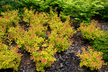 Spirea Bumalda Golden Flame A Low, Densely Branched Shrub. The Young Shoots And Leaves Yellow-orange, The N Golden Flame. In June To August It Blooms With Pink Flowers