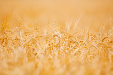 Wheat field in golden colored sunset light