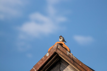 House sparrow sitting on rooftop