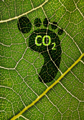 Carbon footprint, sustainable development, 