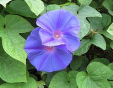 Two Purple Blossoms Of Morning Glory (ipomoea)