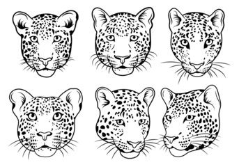 Wall Mural - Set of leopards face. Collection of portraits of wild animals. Set of wildlife and fauna dwellers. Vector illustration on a white background. Tattoos.