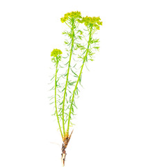 Wall Mural - wild field flower with yellow flowers isolated on white background
