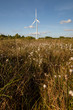 Wind turbine against a blue sky in  a field of bog cotton