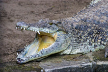 The Cuban Crocodile (Crocodylus Rhombifer) Opens The Mouth. 
A Small-medium Species Of Crocodile Found Only In Cuba. Despite Its Modest Size, It Is A Highly Aggressive Animal, And Dangerous.