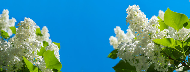  White flowers of lilac and blue sky. Beautiful spring flowers close-up. Bright floral background with back lit by sun light.