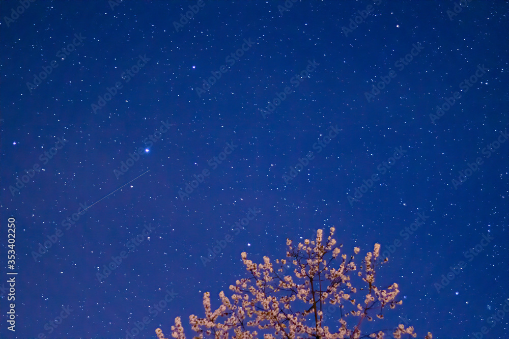 Nocne niebo, gwiazdy i drzewa. - obrazy, fototapety, plakaty 