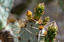 Prickly Pear Flower Buds On Cactus Pad