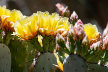 Prickly Pear Cactus Budding Flowers