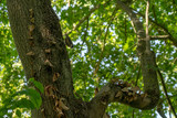 Fototapeta  - bird upside down walking on a tree