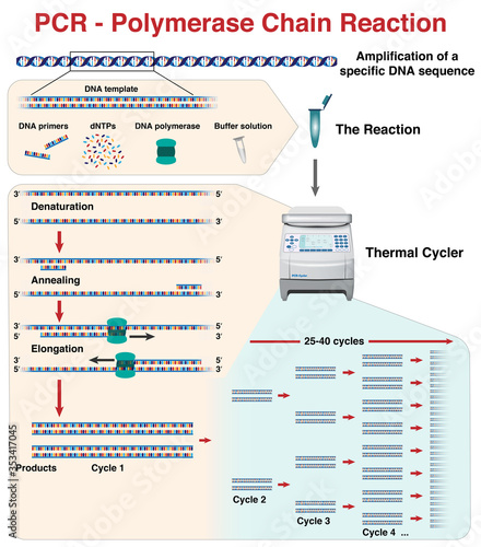 Cuadros en Lienzo The different stages and cycles of DNA molecule amplification by Polymerase Chai