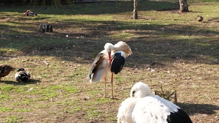 Wall Mural - White stork on a field of grass. Wild Bird life in the natural environment.
