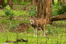 An Adult Spotted Deer With Large Horns Standing Alone In A Forest