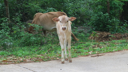 Wall Mural - Cows in the summer grass are small and thin.	