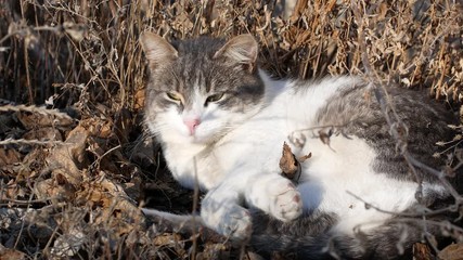 Wall Mural - Beautiful street cat basks in the sun
