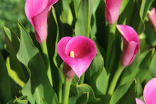 Pink Calla Lilies In The Garden