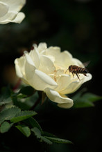Striped Bee Over White Rose