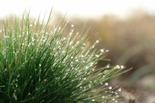 The Clump Of Fine Green Grass Festuca Ovina (sheep's Or Sheep Fescue) With Shining Water Drops. A Close Up Of A Tufted Bright Fresh Green Grass In Dew On A Meadow