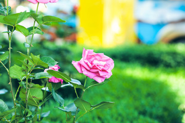 Wall Mural - Lovely single blooming pink rose