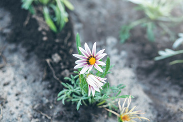 Wall Mural - white yellow flower in the garden