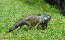 Green Iguana With Brown Markings And Long Dewlap Is Doing Fine On Green Grass After Losing A Portion Of His Striped Pattern Tail.