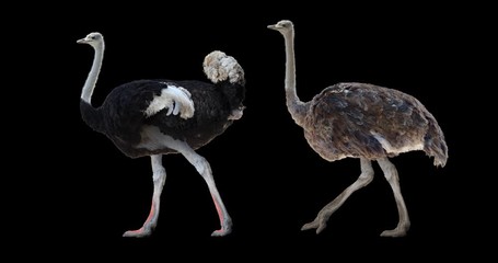 Wall Mural - Ostrich walking realistic animation. Isolated animal video including alpha channel allows to add background in post-production. Element for visual effects.