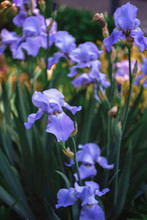 Decorative Irises Grow In The Garden. Lilac, Light Blue Iris.