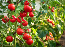 Ripe Tomato Plant Growing In Greenhouse. Fresh Bunch Of Red Natural Tomatoes On A Branch In Organic Vegetable Garden. Blurry Background And Copy Space For Your Advertising Text Message