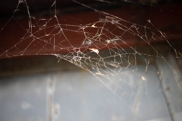 spider web in the morning dew