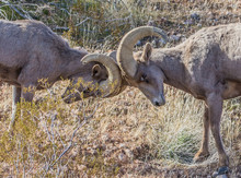 Desert Male Bighorn Sheep Rams