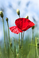 Wall Mural - Red poppy flower against the blue sky.