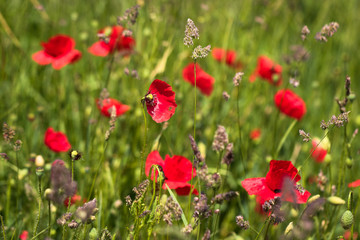 Wall Mural - Meadow with spring flowers on a sunny day.