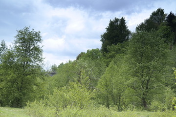 forest and sky