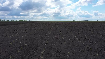Wall Mural - Seedlings of corn 15 days after sowing. Rows of young green corn plants after agrotechnical processing. Corn seedling on the field.
