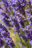 Fototapeta Lawenda - Lavender flowers