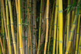 Fototapeta Sypialnia - The green bamboo background