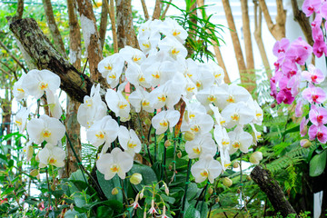 Beautiful white orchids bloom in the garden.