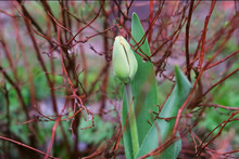 An Undeveloped Tulip Bud On A Background Of Blurry Red Branches. Close Up, Side View. There Is A Place For Inscription.