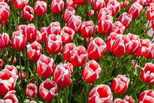 Field Of Fresh Beauty Red White Tulip Flowers In The Garden In Sunny Day