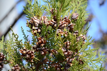 Wall Mural - thuja cones