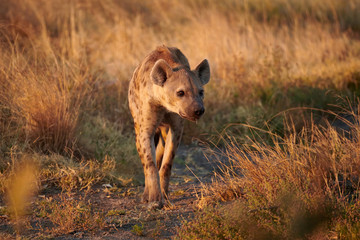 Poster - Spotted hyena (Crocuta crocuta) in the African savannah.