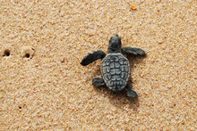 Hatchling Baby Loggerhead Sea Turtle (caretta Caretta) Crawling  To The Sea After Leaving The Nest At The Beach Praia Do Forte, Bahia Coast, Brazil, On  The Sand, Top View