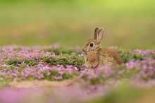 Cute Wild Rabbit In The Natural Environment, Wildlife, Close Up, Detail, Czech Republic, Europe, European Rabbit, Oryctolagus Cuniculus