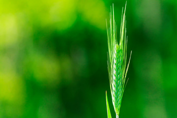 Close-up image of a wheat ear