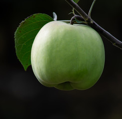 green apple on tree