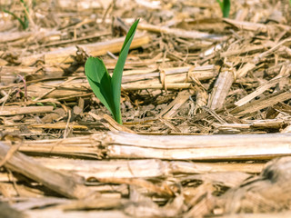 Wall Mural - Close-up of one corn plant emerging from a field covered with corn stalks.