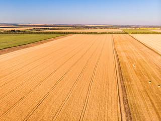 Aerial view of ripening wheat crop fields on farm under sky on farm