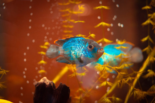 Blue decorative fish in an aquarium.